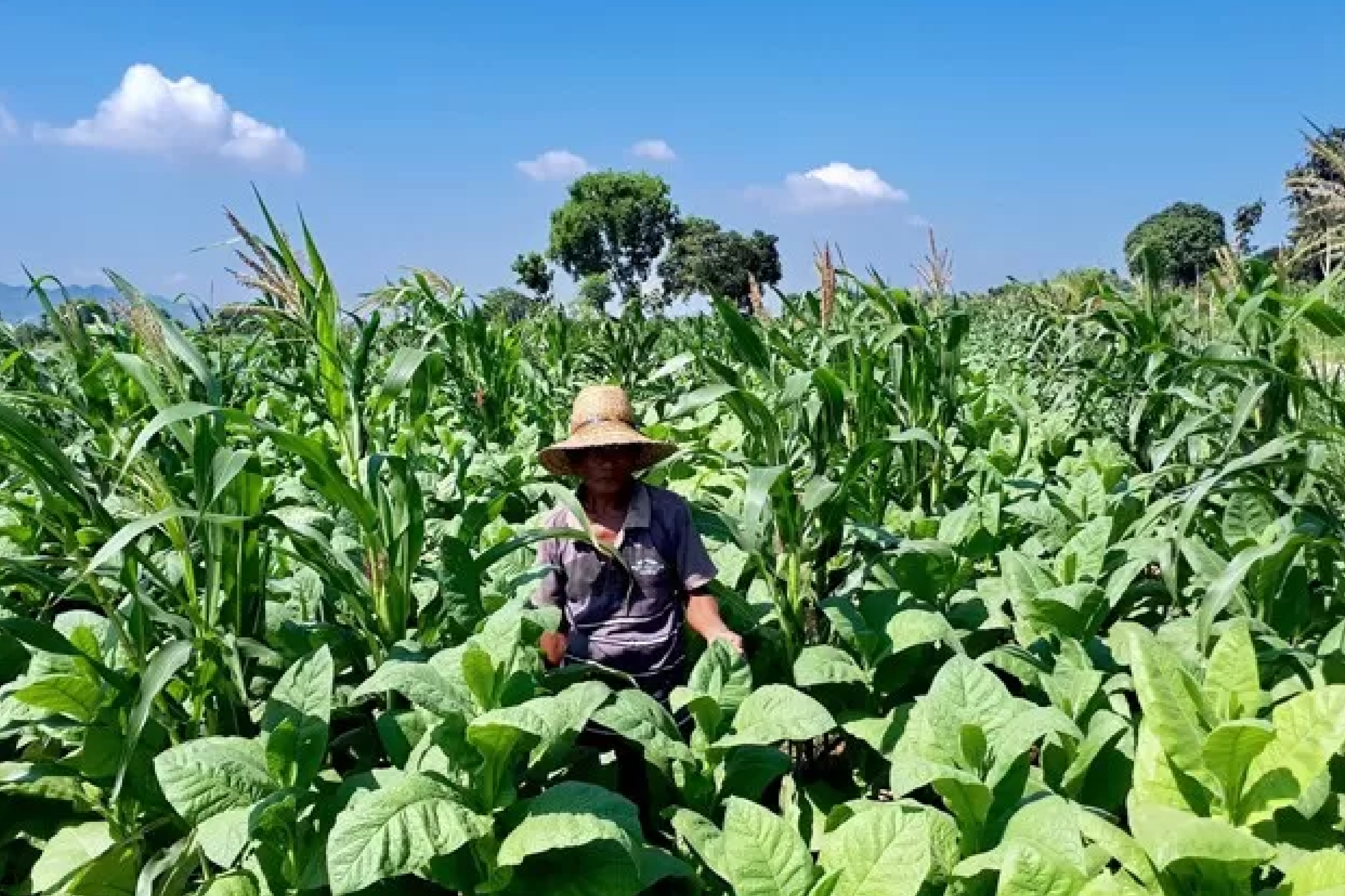 Ilustrasi untuk Waspada Misinformasi! Publik Perlu Diedukasi soal Produk Tembakau Alternatif yang Terapkan Konsep Pengurangan Bahaya