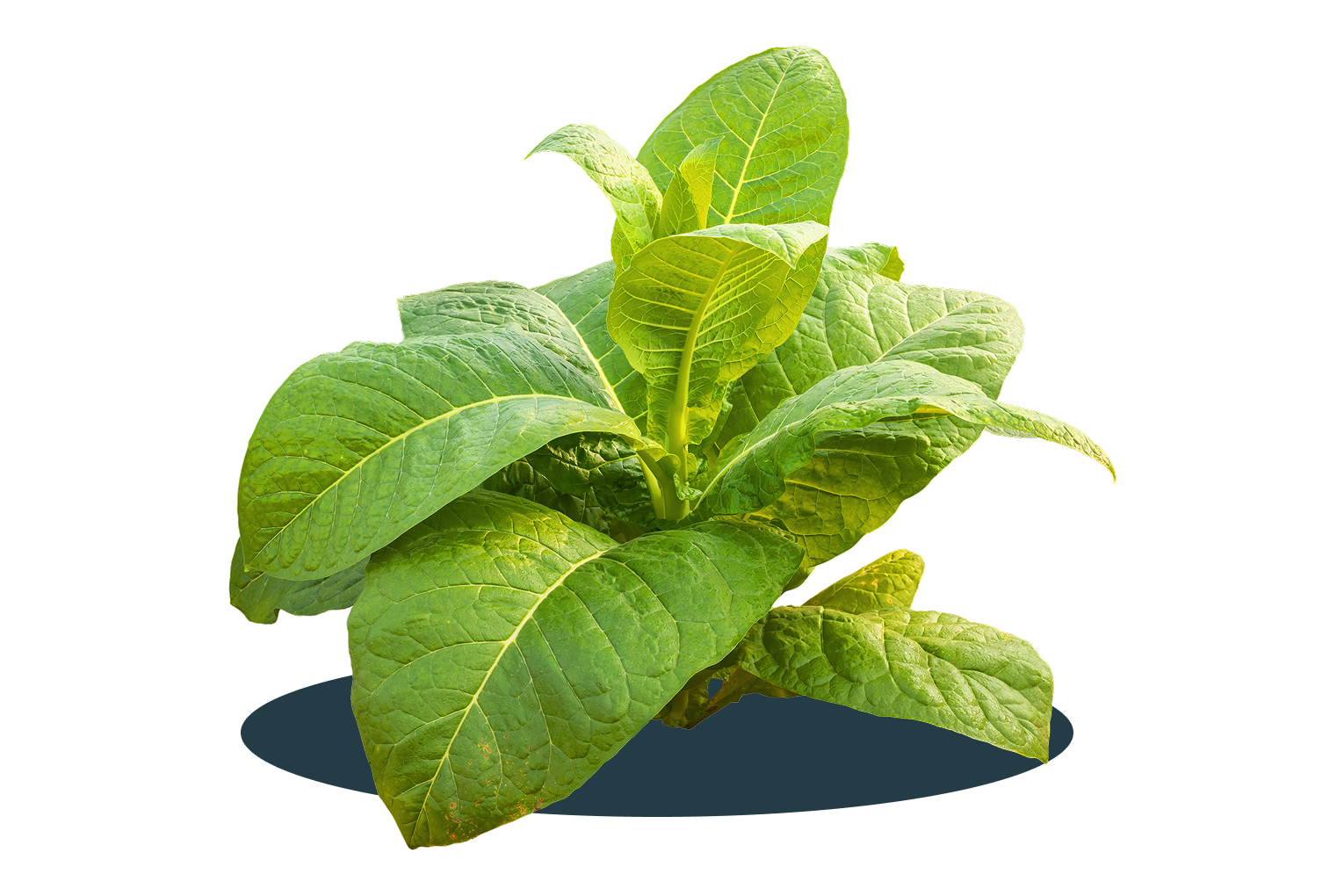 Pengurangan bahaya tembakau 4-1